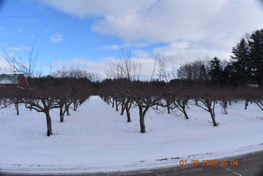Moore's Orchard